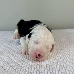 Tratter Pull - Black and white male Sheepadoodle puppy in Adams, Nebraska from Boxcar Doodles and Poodles