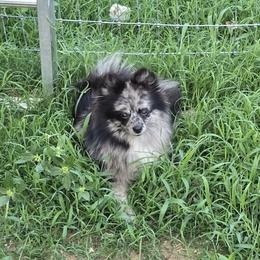 Panda - Pomeranian