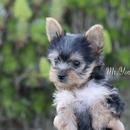 Yorkshire Terrier Puppies from Mr.Yorkie
