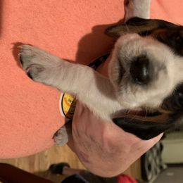 Basset Hounds from Diane Guyton