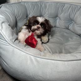 Duke - Chocolate male Shih Tzu puppy in California from Fairy Tails Shih Tzus CA