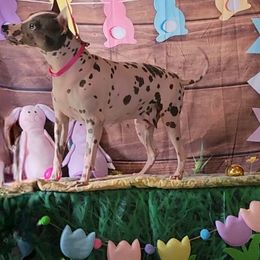 Goodness - American Hairless Terrier