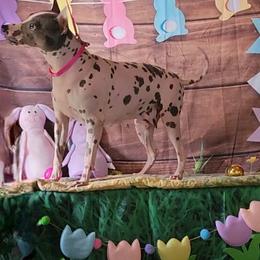 Goodness - American Hairless Terrier