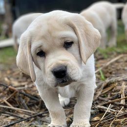 Labrador Retrievers from River Haven Labradors