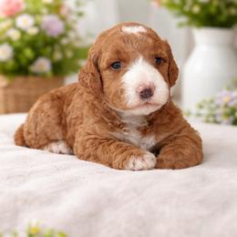 Amos - Red  male Goldendoodle puppy in Inman, South Carolina from Mossy Doodles LLC