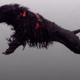 Portuguese Water Dog All Grown Up from Freestyle Portuguese Water Dogs