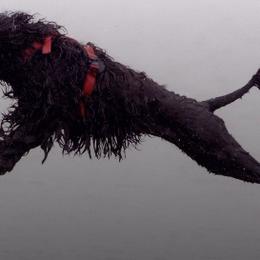Portuguese Water Dog All Grown Up from Freestyle Portuguese Water Dogs