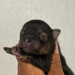 Chiffon - Wolf sable female Pomeranian puppy in Eastover, North Carolina from Tea-Cake Pomeranians of The Carolinas