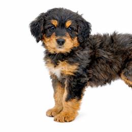 Indigo (Blue) - Tri-color male Bernedoodle puppy in Highland, Utah from Angel Pups Deluxe