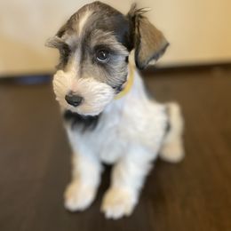 Miniature Schnauzer Puppies from L & R Miniature Schnauzers
