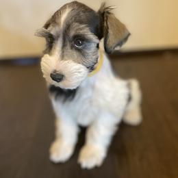 Miniature Schnauzer Puppies from L & R Miniature Schnauzers