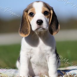 AKC 'Betsy' 13 inch - Black white and tan female Beagle puppy in Lamar, Missouri from Marti Acres ~ Boston Terrier & Beagles