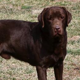Dozer - Labrador Retriever