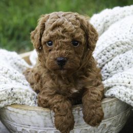 Tristan - Red  male Poodle puppy in Etna Green, Indiana from Perfect Match Poodles