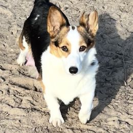 Wyn - Pembroke Welsh Corgi