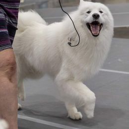 Samoyeds from Singing Dog