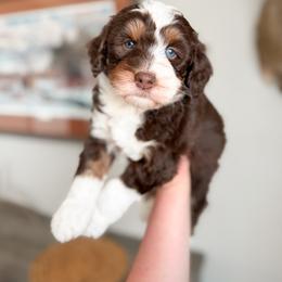 Aussiedoodle and Goldendoodle Puppies from Montana Raised Doodles
