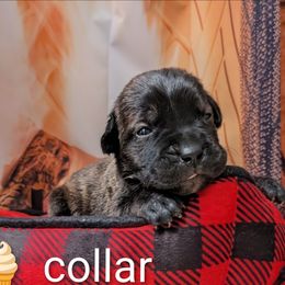 Cream collar - Black brindle female Cane Corso puppy in Franktown, Colorado from Earth and Ship Cane Corso