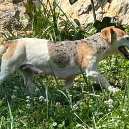 Annie - Jack Russell Terrier
