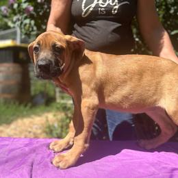 Karma, Girl 3 - Cane Corso puppy from K9 Guardian Cane Corso