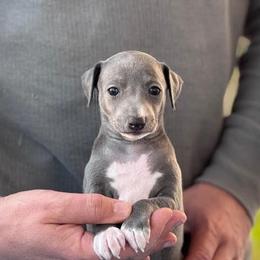 Girl 2 - Blue female Italian Greyhound puppy in Sugar Valley, Georgia from Pinnacle Farm and Kennel