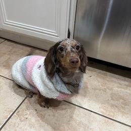 Lyric - Dapple female Dachshund puppy in Murrieta, California from Dash of Love