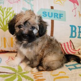 Coton de Tulear Puppies from Buttercup Cotons of Texas
