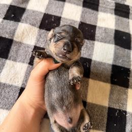 Male 4 (white collar) - Wild boar male Dachshund puppy in Modesto, California from Once Upon a Mini Dachshund