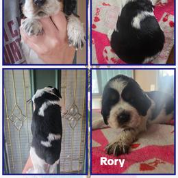 Rory - Black and white female English Springer Spaniel puppy in Saginaw, Michigan from Kemerer Springers