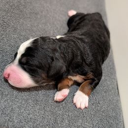 Noel - Tri-color female Bernedoodle puppy in Waco, Texas from Hope Valley Doodles