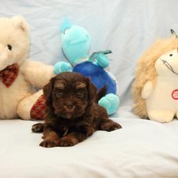 AKC Female 4 - Chocolate female Havanese puppy in South Carolina from Premier Havanese Dogs