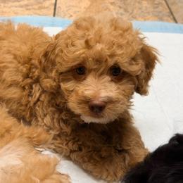 Palmer - Red male Bernedoodle puppy in Port Saint Lucie, Florida from Eastside Paws LLC