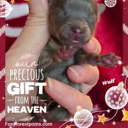 Wolf - Blue male Pomeranian puppy in Eatonville, Washington from Foxy Forest Poms