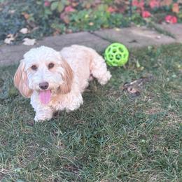 Stetson - Dachshund