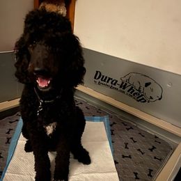 Poodles from Mandell Poodles and Doodles