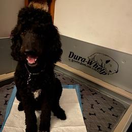 Poodles from Mandell Poodles and Doodles