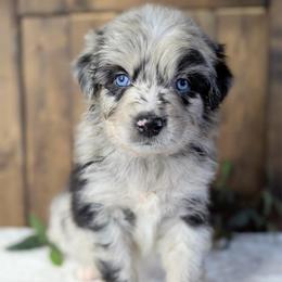 Blue collar - Blue merle male Australian Shepherd puppy in Coulee City, Washington from Mr and Mrs Doodle Farm