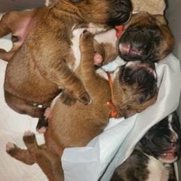 Boxer Puppies from SmashBox Kennel