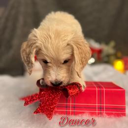 Bernedoodle, Goldendoodle, and Sheepadoodle Puppies from Golden-Doods and Company