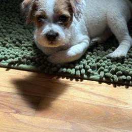 Brillo - Tri-color male Jack Russell Terrier puppy in Wendell, North Carolina from Cedar Grove Jack Russell Terriers