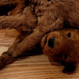 Boy 2 - Red Labradoodle puppy in Denver, Colorado from Don't Forget to Doodle & Southern Bella Doodles