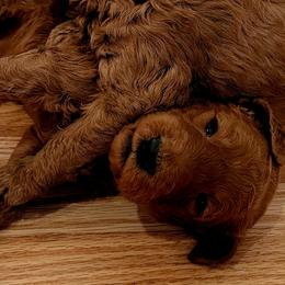 Boy 2 - Red Labradoodle puppy in Denver, Colorado from Don't Forget to Doodle & Southern Bella Doodles
