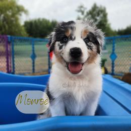 Monroe - The Starlet - Blue merle female Australian Shepherd puppy in Pittsville, Wisconsin from Match Dot Pup