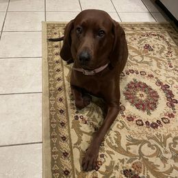 Redbone Coonhound Puppies from Reedy Creek Redbones