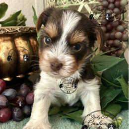 Hershey - Chocolate tan and white male Biewer Terrier puppy in Oklahoma from Rocky Oak Cavaliers & Biewer Terriers LLC