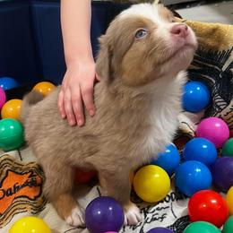 Augustus (Piccolo) - Dilute red male Australian Shepherd puppy in Bennett, Colorado from Alolan Angel Aussies