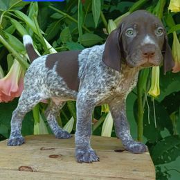 Goose - Liver roan male German Shorthaired Pointer puppy in Elberta, Alabama from Old Orchard Farm