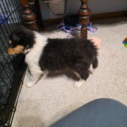 Red - Black white and tan male Collie puppy in Wykoff, Minnesota from Country Collies