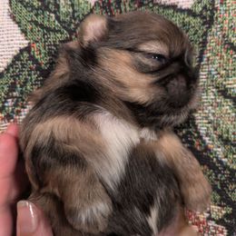 Sweet Boy 3 - Sable male Shih Tzu puppy in Mariaville, Maine from McKayla Hairston