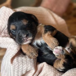 Fern - Black white and tan female Cockapoo puppy in Saint Louis, Missouri from Jax Doodles